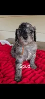 Spud, a male Poodle - Multi-Colored Standard for sale in Columbia Falls, MT – 4 of 5