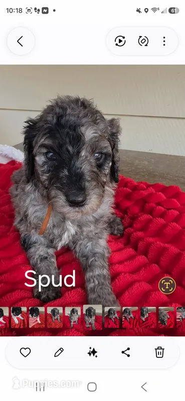 Spud – Poodle - Multi-Colored Standard puppy for sale in Columbia Falls, MT