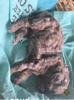 Spud, a male Poodle - Multi-Colored Standard for sale in Columbia Falls, MT – Photo 3 of 3
