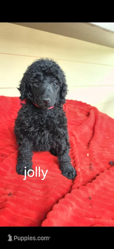 Jolly – Poodle - Standard  puppy for sale in Columbia Falls, MT