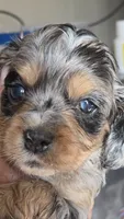 BEASLEY, a male Cocker Spaniel and Poodle - Miniature  for sale in Columbia Falls, MT – 2 of 5