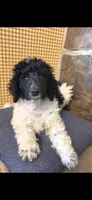 Big Hunk, a male Poodle - Multi-Colored Standard for sale in Columbia Falls, MT – 3 of 5