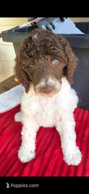 Spring – Poodle - Multi-Colored Standard puppy for sale in Columbia Falls, MT