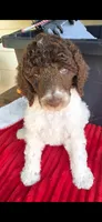 Spring, a female Poodle - Multi-Colored Standard for sale in Columbia Falls, MT – 1 of 8