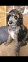 Rancher, a male Poodle - Multi-Colored Standard for sale in Columbia Falls, MT – 2 of 7