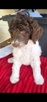 Spring, a female Poodle - Multi-Colored Standard for sale in Columbia Falls, MT – 2 of 8