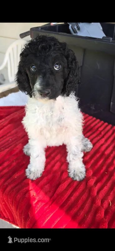 Tulip – Poodle - Standard  puppy for sale in Columbia Falls, MT