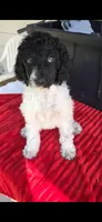 Tulip, a female Poodle - Standard  for sale in Columbia Falls, MT – 3 of 7