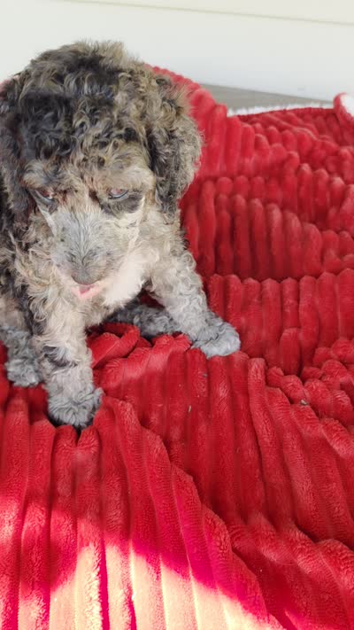 Rancher, a male Poodle - Multi-Colored Standard for sale in Columbia Falls, MT – 7 of 7