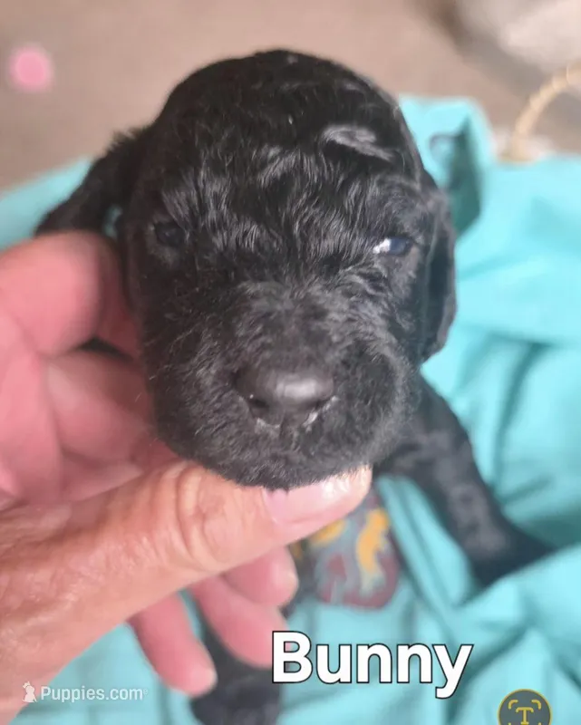 Bunny – Poodle - Standard  puppy for sale in Columbia Falls, MT