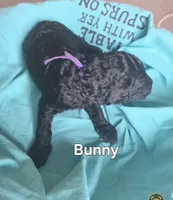 Bunny, a female Poodle - Standard  for sale in Columbia Falls, MT – Photo 2 of 2