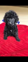 Look, a male Poodle - Standard  for sale in Columbia Falls, MT – 2 of 7