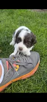 Tootsie, a female Cocker Spaniel and Poodle - Miniature  for sale in Columbia Falls, MT – 2 of 4