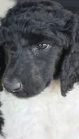 Candy, a female Poodle - Multi-Colored Standard for sale in Columbia Falls, MT – 5 of 6