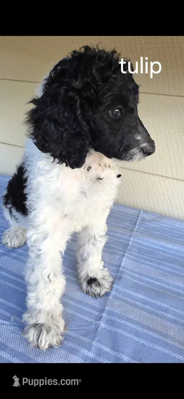 Tulip – Poodle - Standard  puppy for sale in Columbia Falls, MT