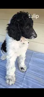 Tulip, a female Poodle - Standard  for sale in Columbia Falls, MT – 1 of 7