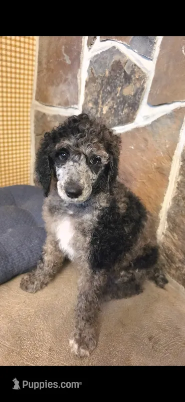 Rancher – Poodle - Multi-Colored Standard puppy for sale in Columbia Falls, MT