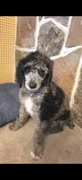 Rancher, a male Poodle - Multi-Colored Standard for sale in Columbia Falls, MT – 1 of 7