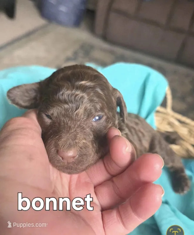 Bonnet – Poodle - Standard  puppy for sale in Columbia Falls, MT