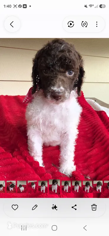 Spring – Poodle - Multi-Colored Standard puppy for sale in Columbia Falls, MT
