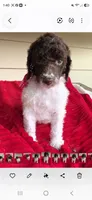 Spring, a female Poodle - Multi-Colored Standard for sale in Columbia Falls, MT – 3 of 8