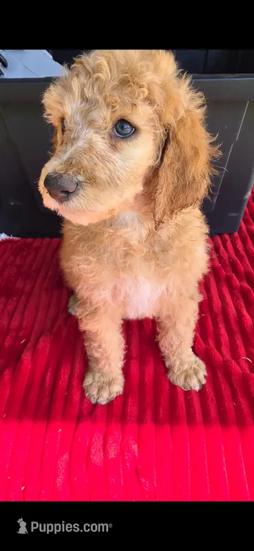 Chick – Poodle - Standard  puppy for sale in Columbia Falls, MT