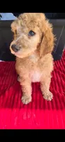Chick, a female Poodle - Standard  for sale in Columbia Falls, MT – 1 of 8