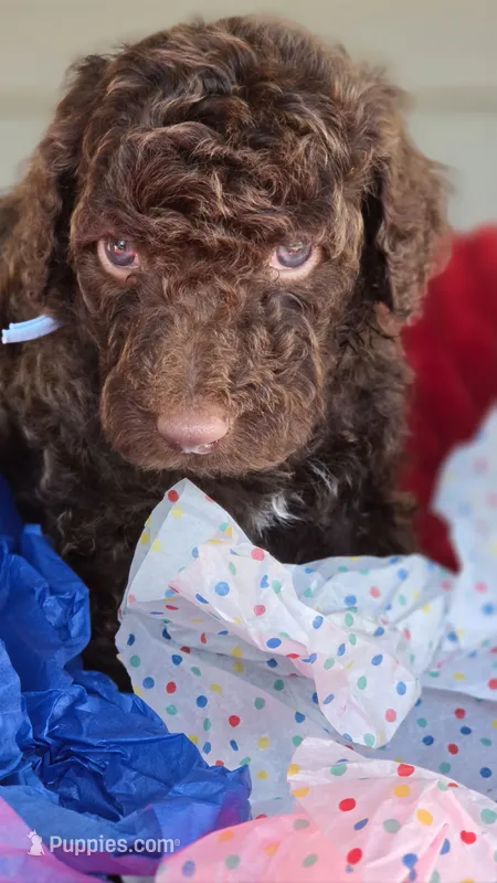 Daisy – Poodle - Standard  puppy for sale in Columbia Falls, MT