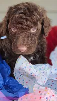 Daisy, a female Poodle - Standard  for sale in Columbia Falls, MT – 4 of 5