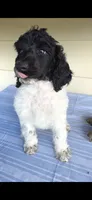 Candy, a female Poodle - Multi-Colored Standard for sale in Columbia Falls, MT – 3 of 6