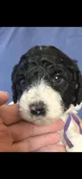 Lilac, a female Poodle - Standard  for sale in Columbia Falls, MT – Photo 2 of 3