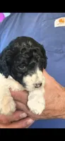 Lilac, a female Poodle - Standard  for sale in Columbia Falls, MT – Photo 3 of 3