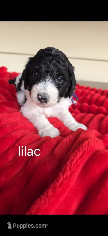 Lilac – Poodle - Standard  puppy for sale in Columbia Falls, MT