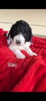 Lilac, a female Poodle - Standard  for sale in Columbia Falls, MT – Photo 1 of 3