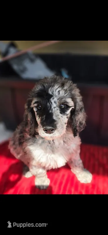 Spud – Poodle - Multi-Colored Standard puppy for sale in Columbia Falls, MT