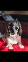Spud, a male Poodle - Multi-Colored Standard for sale in Columbia Falls, MT – 1 of 5