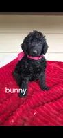 Bunny, a female Poodle - Standard  for sale in Columbia Falls, MT – 2 of 3