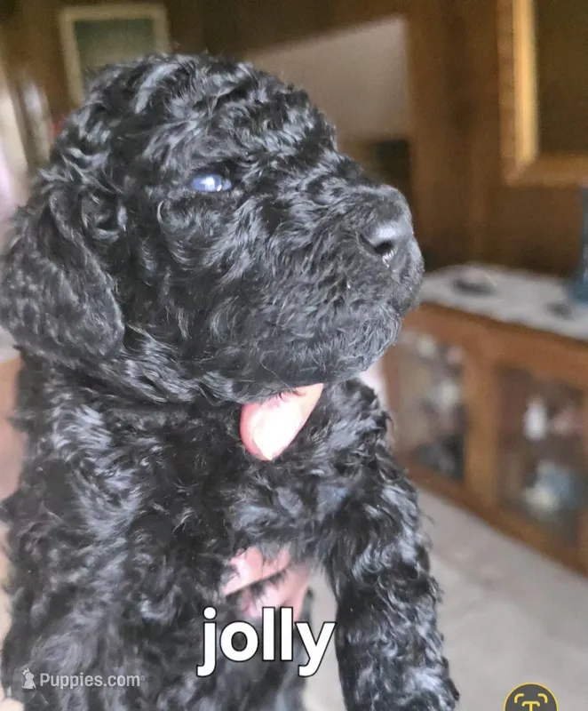 Jolly – Poodle - Standard  puppy for sale in Columbia Falls, MT