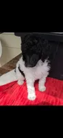 Sunny, a female Poodle - Multi-Colored Standard for sale in Columbia Falls, MT – 2 of 5
