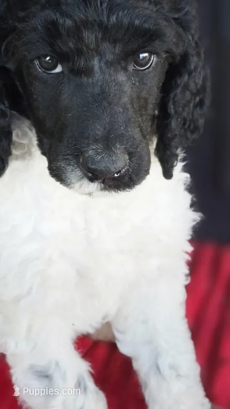Candy – Poodle - Multi-Colored Standard puppy for sale in Columbia Falls, MT