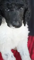 Candy, a female Poodle - Multi-Colored Standard for sale in Columbia Falls, MT – 4 of 6