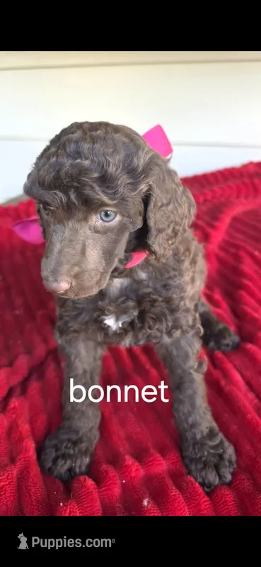 Bonnet – Poodle - Standard  puppy for sale in Columbia Falls, MT