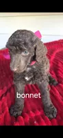 Bonnet, a female Poodle - Standard  for sale in Columbia Falls, MT – 1 of 4