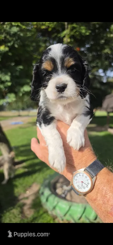 Dithers – Cocker Spaniel, Poodle - Miniature  puppy for sale in Columbia Falls, MT