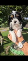 Dithers, a male Cocker Spaniel and Poodle - Miniature  for sale in Columbia Falls, MT – 1 of 3