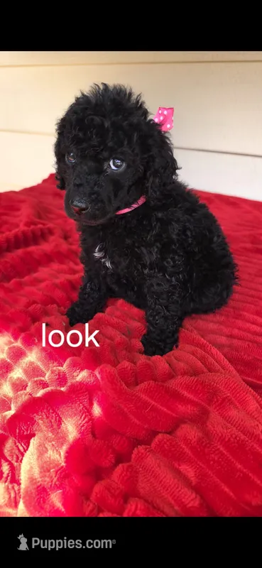 Look – Poodle - Standard  puppy for sale in Columbia Falls, MT
