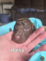 Daisy, a female Poodle - Standard  for sale in Columbia Falls, MT – Photo 1 of 2