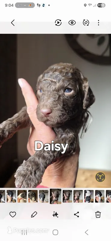 Daisy – Poodle - Standard  puppy for sale in Columbia Falls, MT