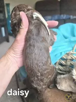 Daisy, a female Poodle - Standard  for sale in Columbia Falls, MT – Photo 2 of 2