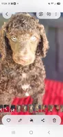 Daisy, a female Poodle - Standard  for sale in Columbia Falls, MT – 5 of 5